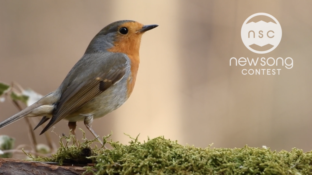 small red breasted bird on a mossy spot next to the NewSong Music Contest Logo